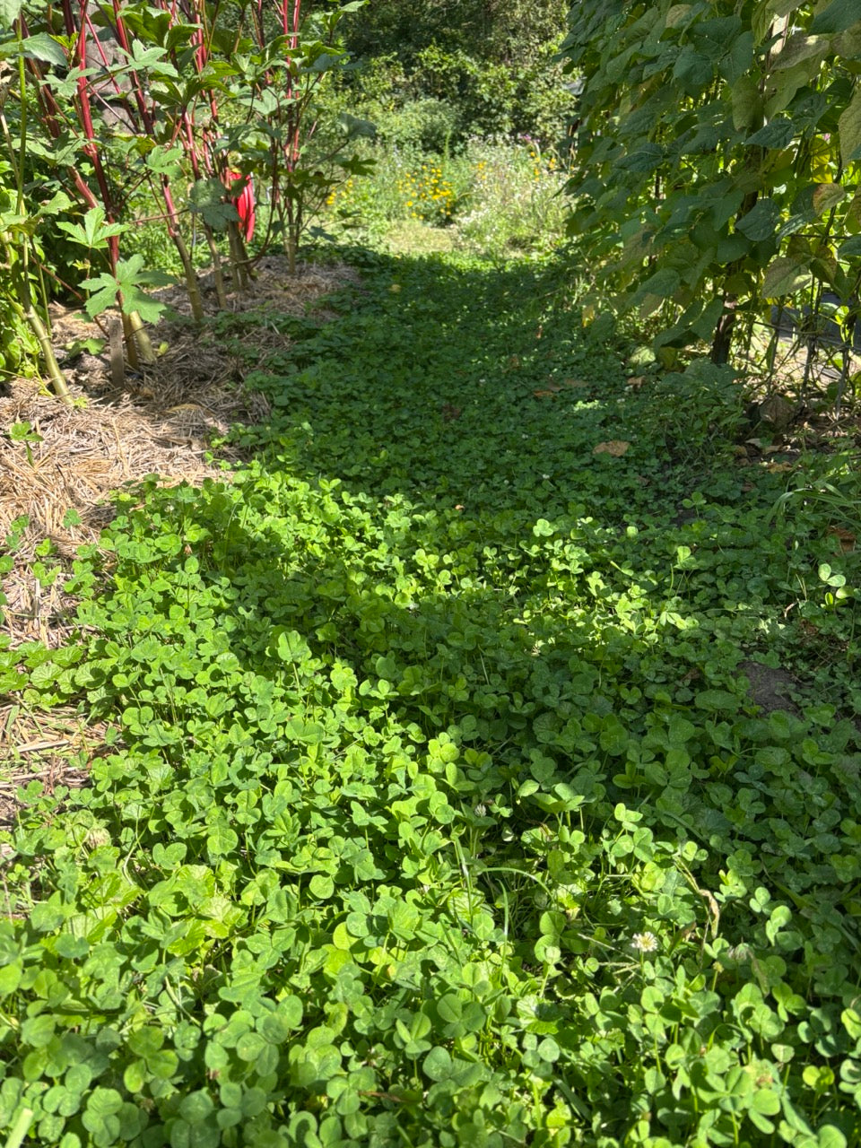 White Dutch Clover Organic Perennial Cover Crop