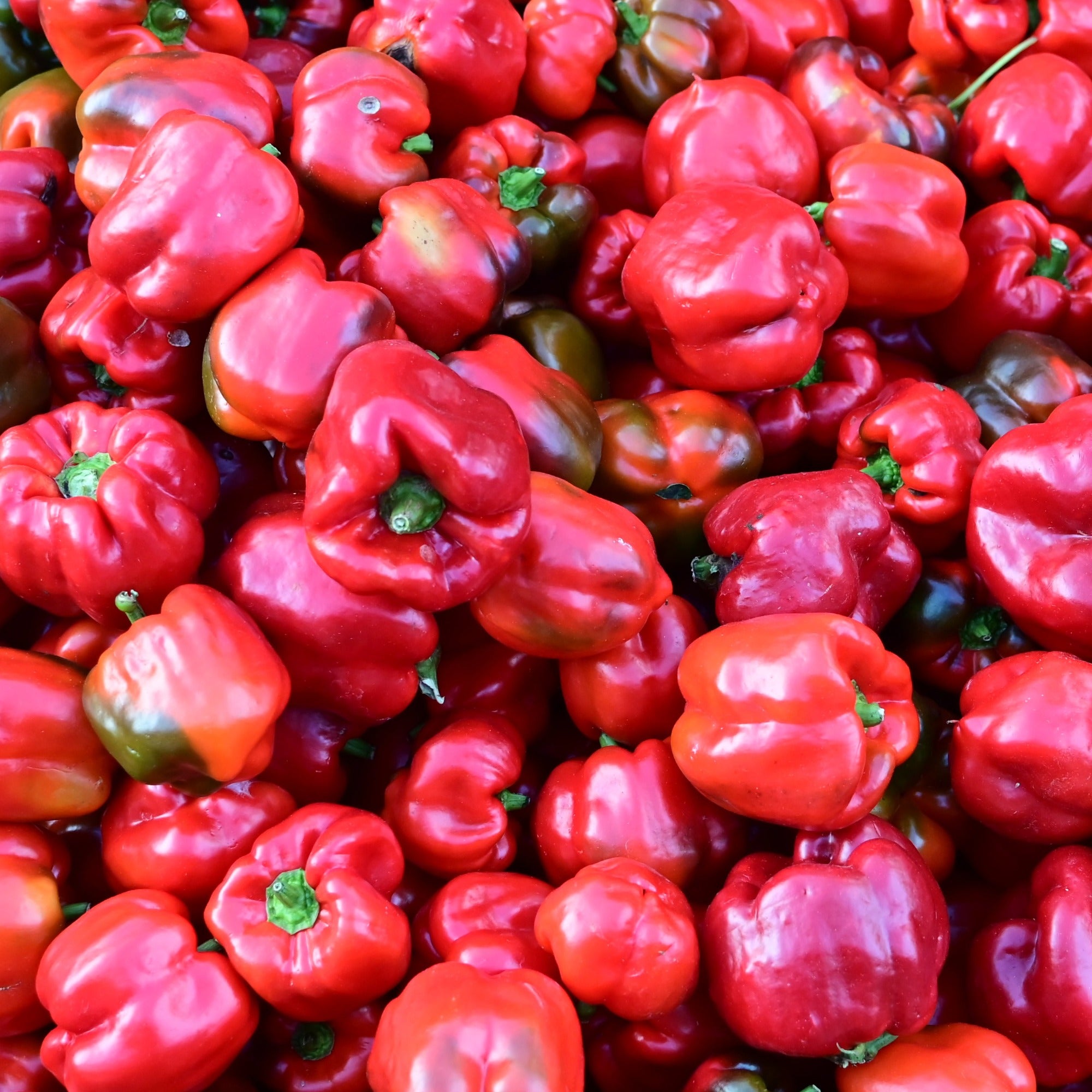 A bin of Wisconsin Lakes red bell peppers piled up