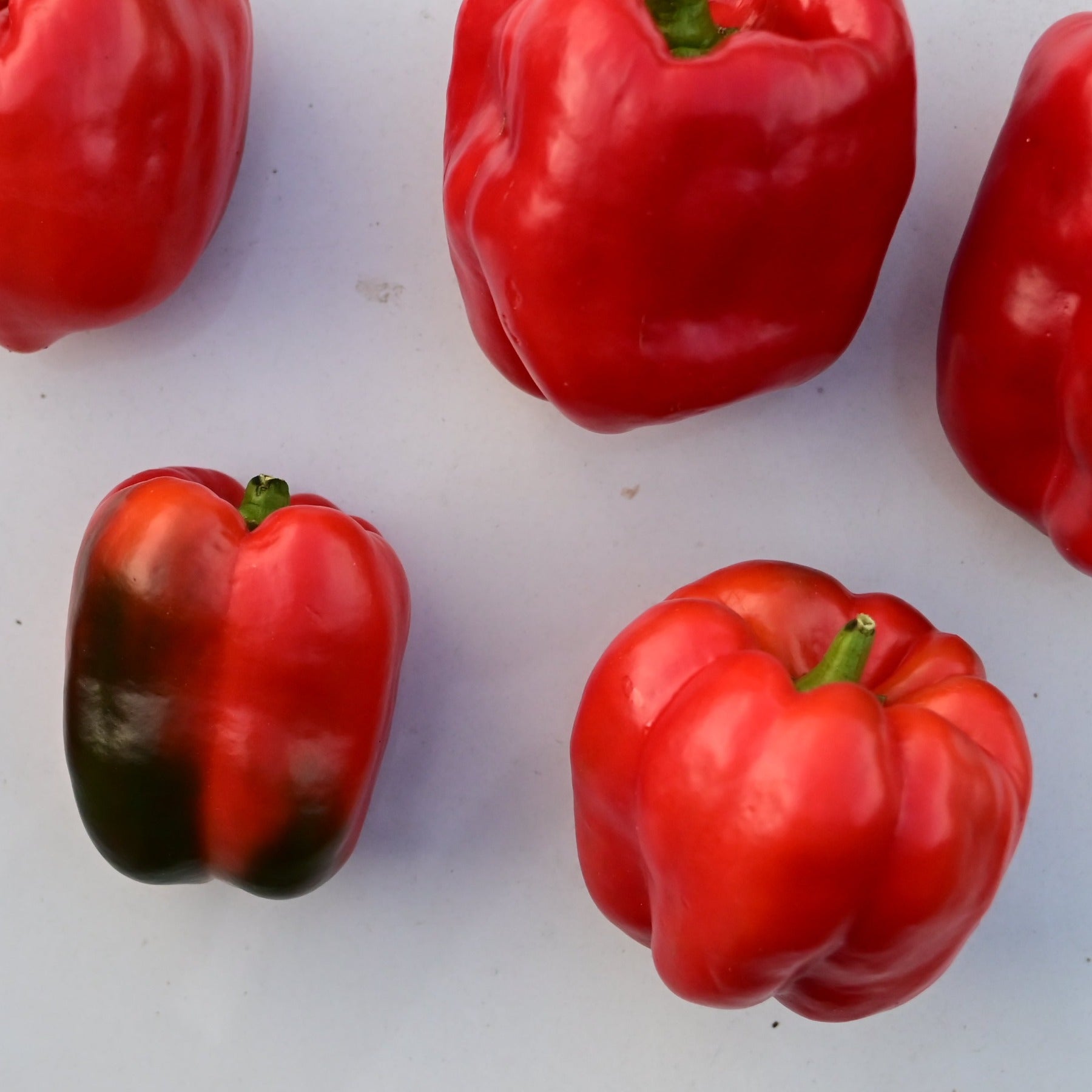 A group of Wisconsin Lakes red bell peppers against a white background