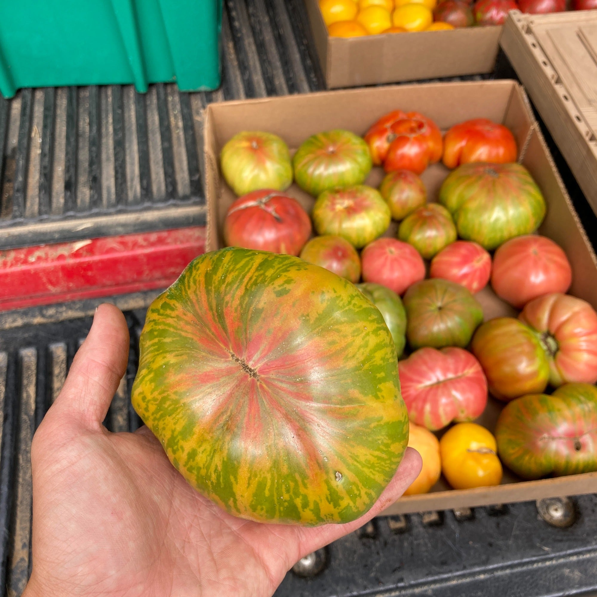 Green Copia Tomato in hand in front of a flat with other multicolor tomatoes after harvest