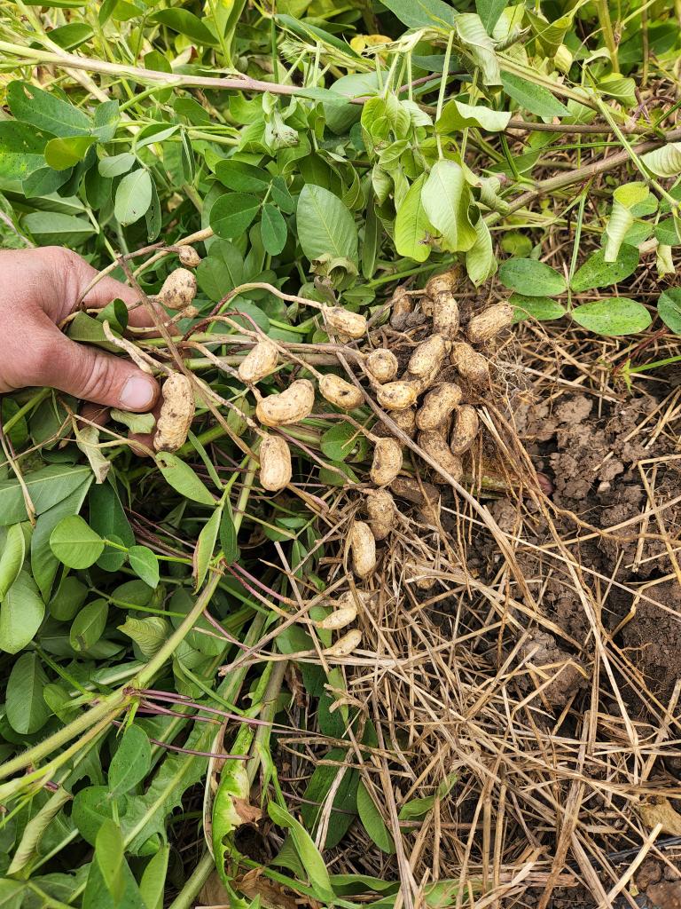 Midwest Tennessee Red Peanut - Organic