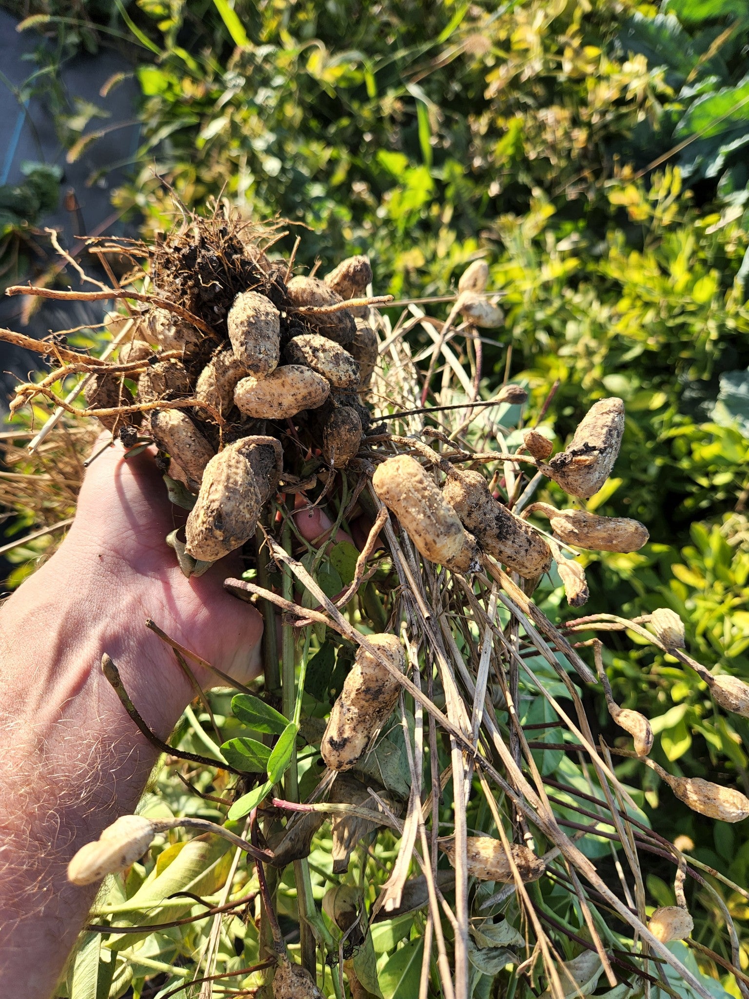 Midwest Tennessee Red Peanut - Organic