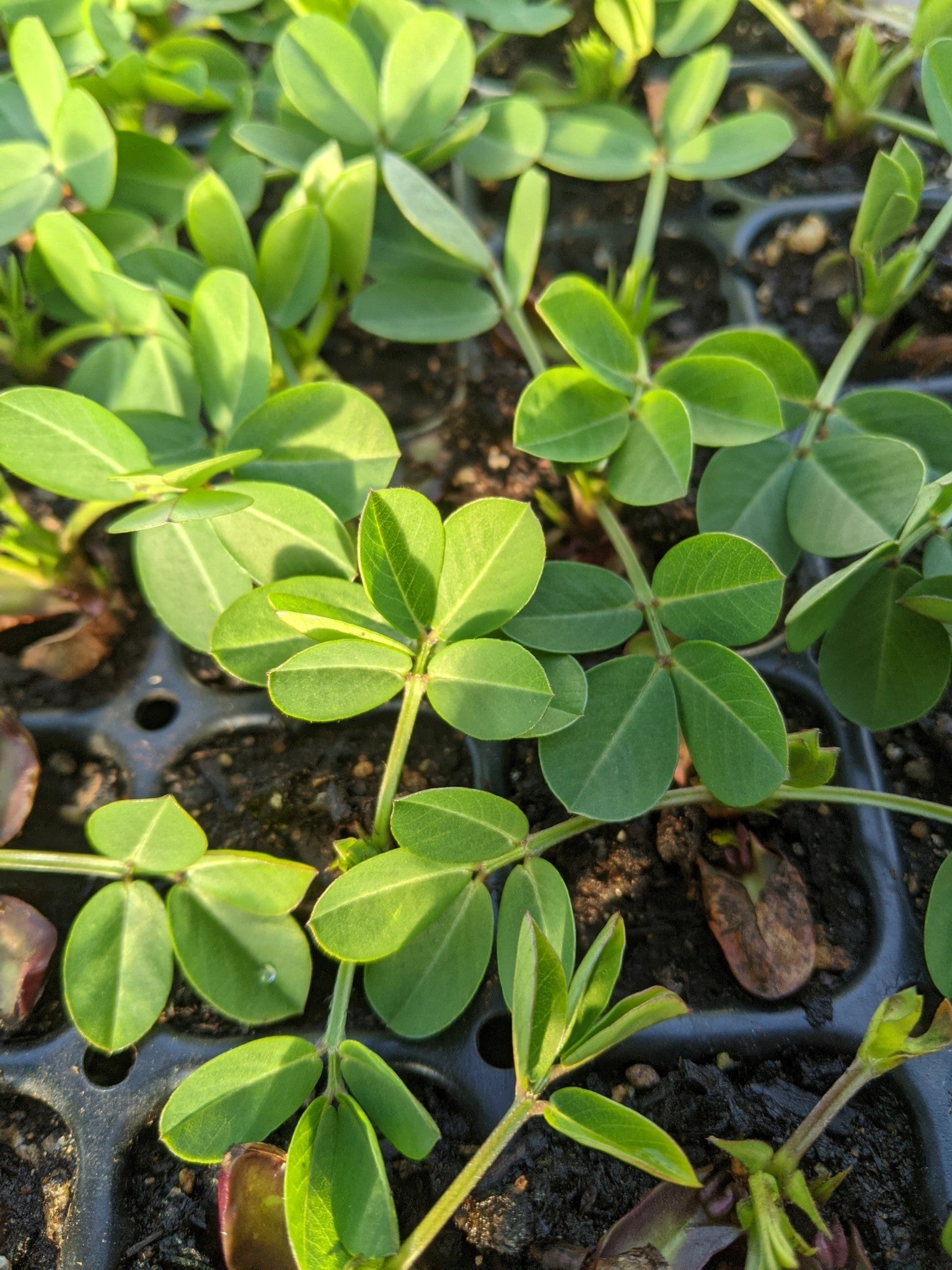 Midwest Tennessee Red Peanut - Organic