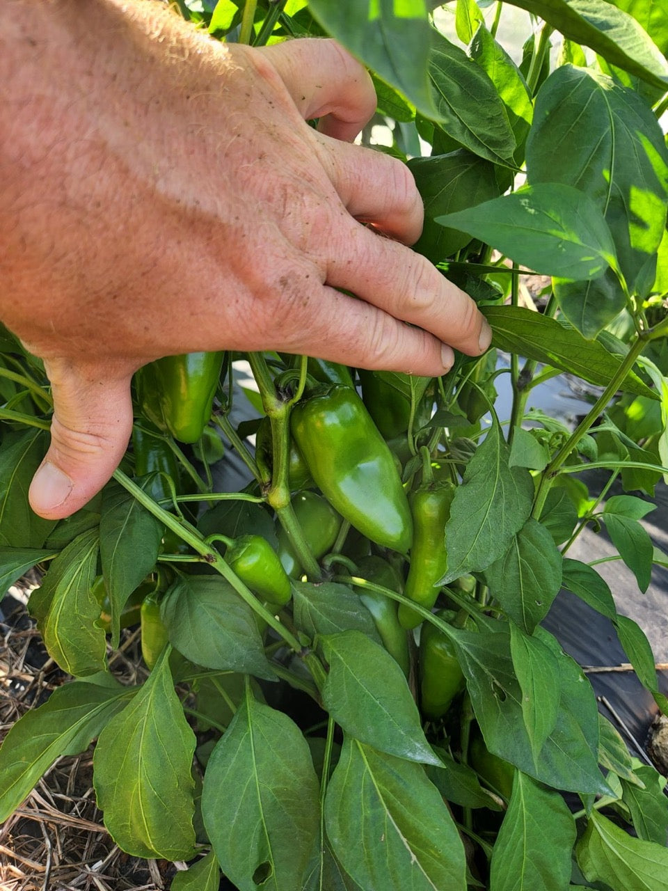 Lunchbox Snacking Pepper Mix - Organic