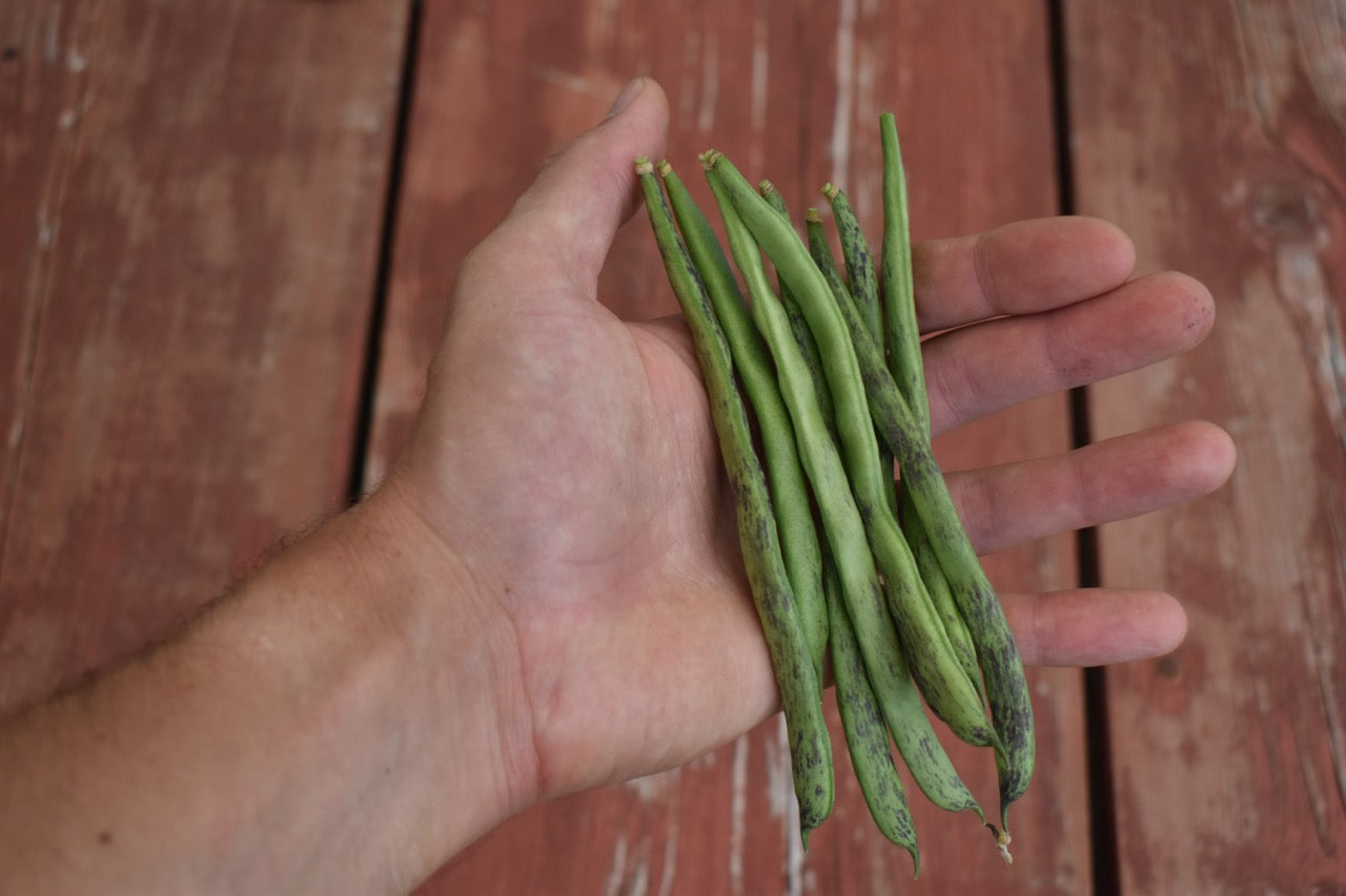 Rattlesnake Pole Bean - Snap and Dry Bean