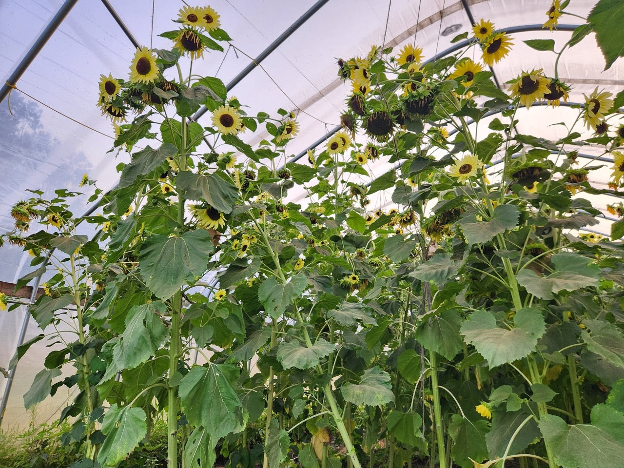 Lemon Queen Branching Sunflower