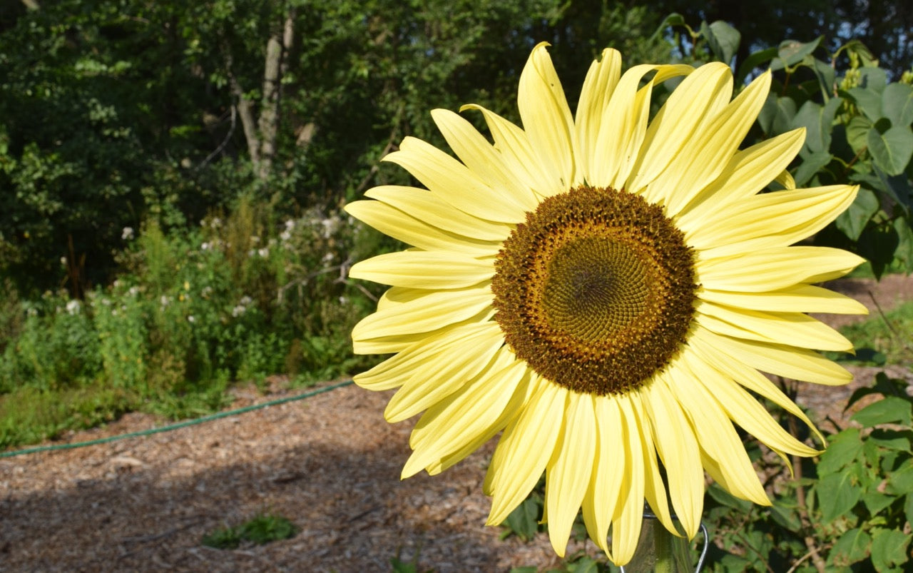 Lemon Queen Branching Sunflower