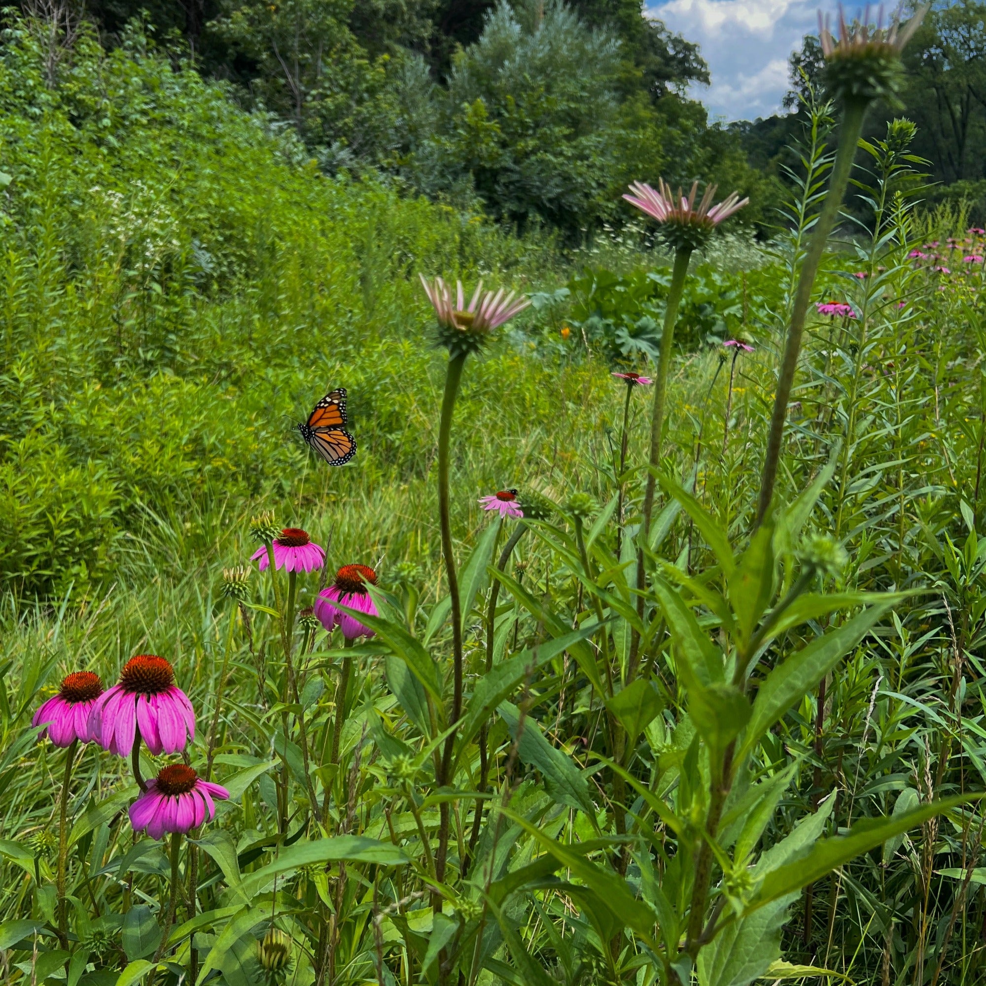 Echinacea flowers with a monarch butterfly