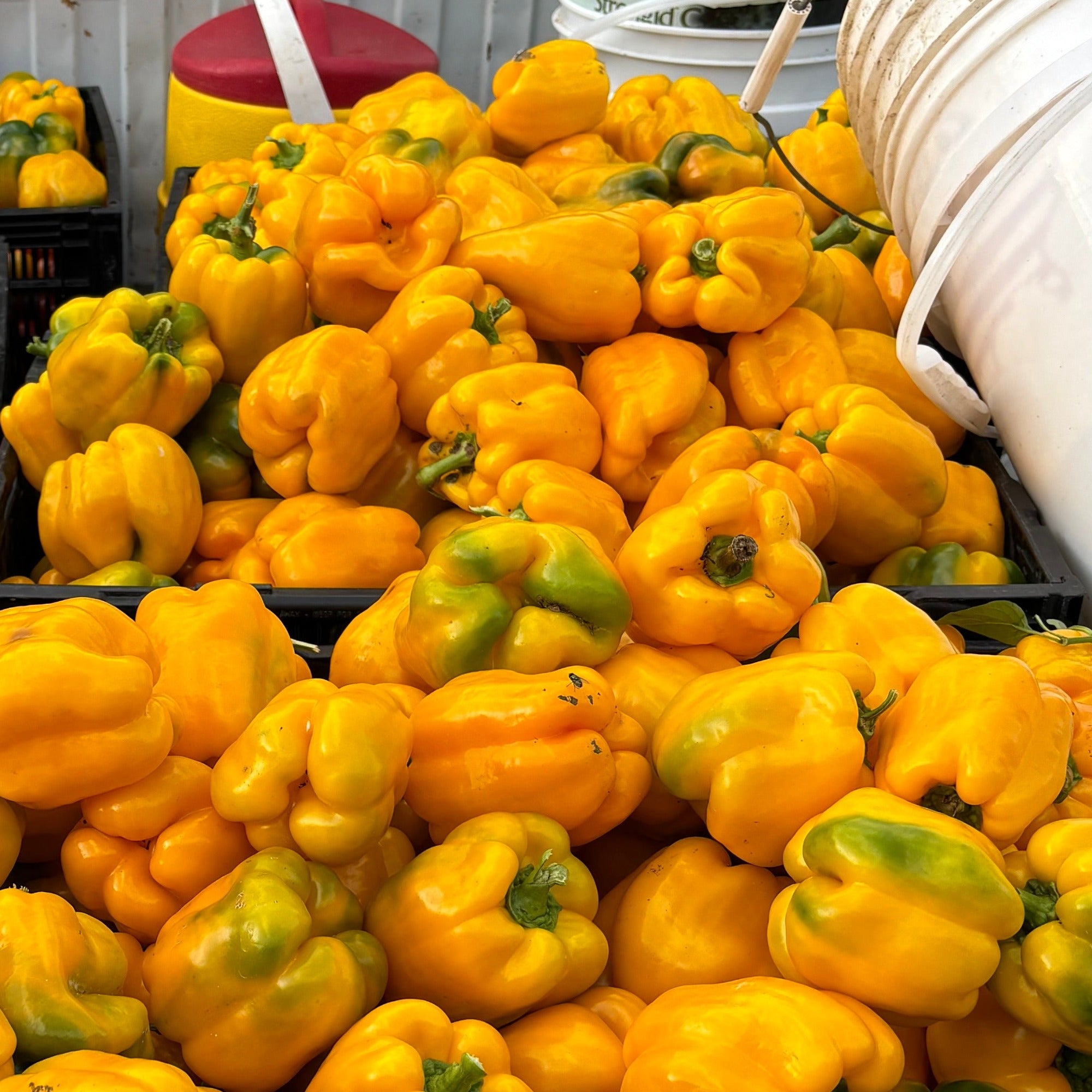 Crates of quadrato asti giallo yellow bell peppers