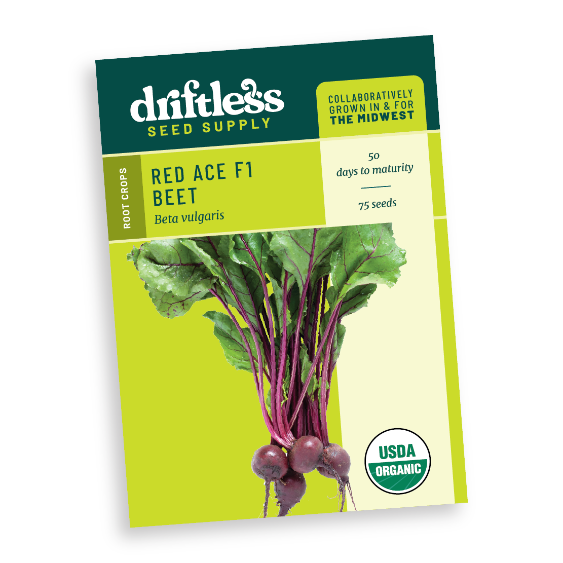 planting red beets seed Red Ace F1 Beets