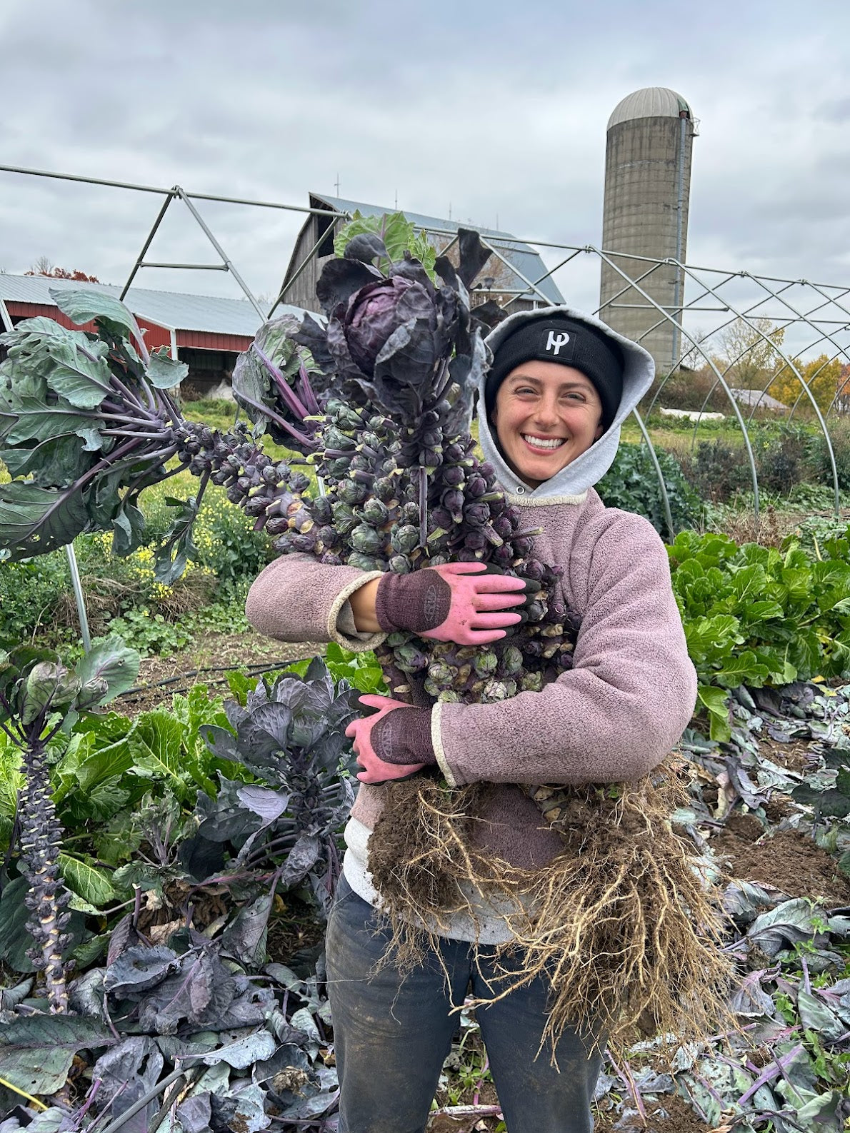 Red Rubine Heirloom Brussels Sprouts - Organic