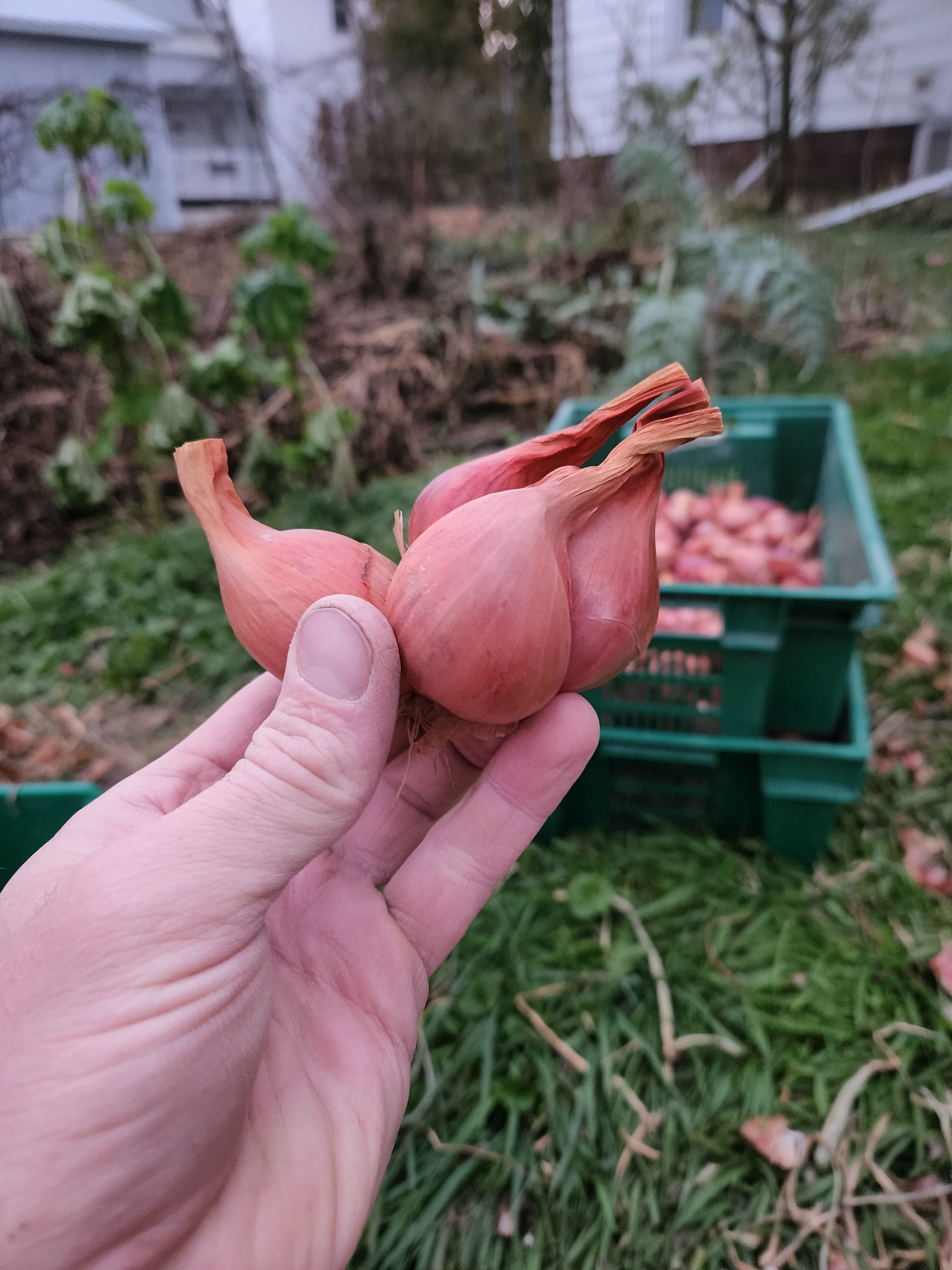 Val-Aux-Vent Shallot - Organic
