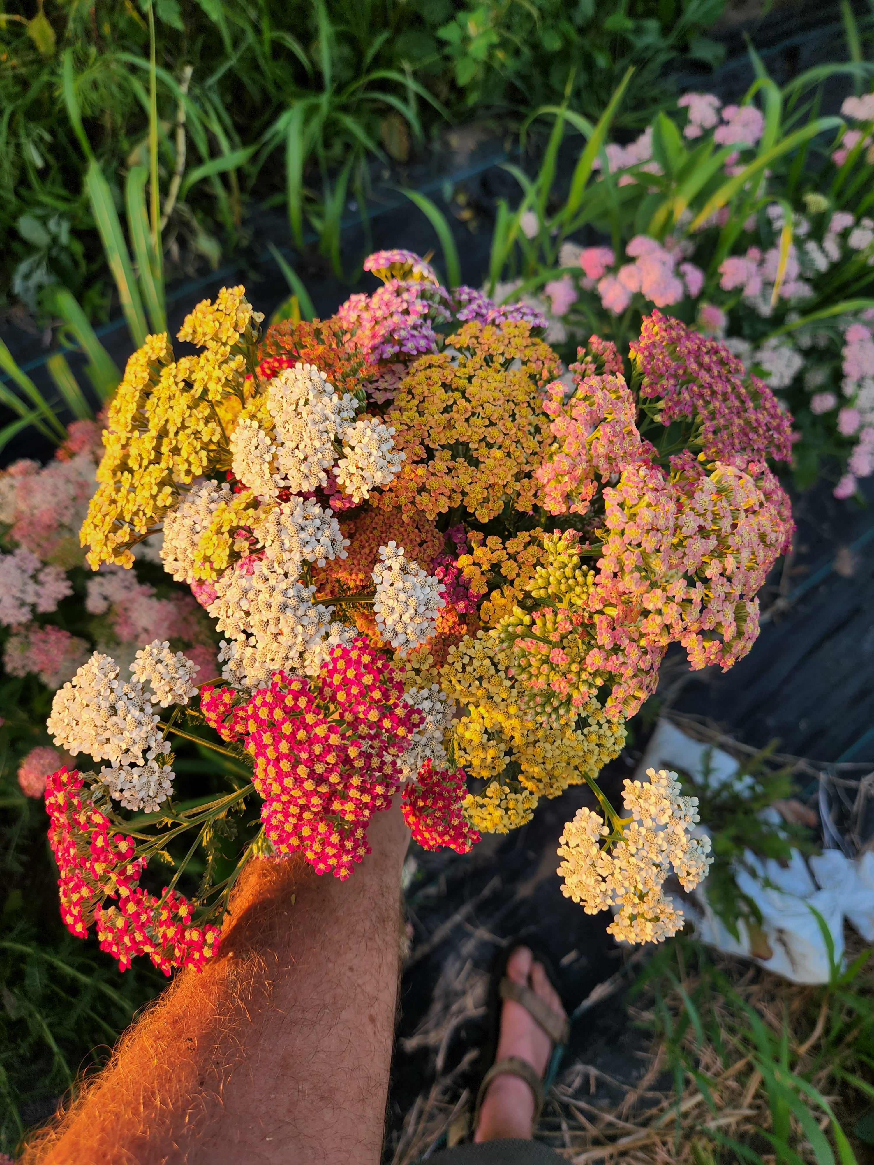 Many Hues Yarrow Mix - Organic