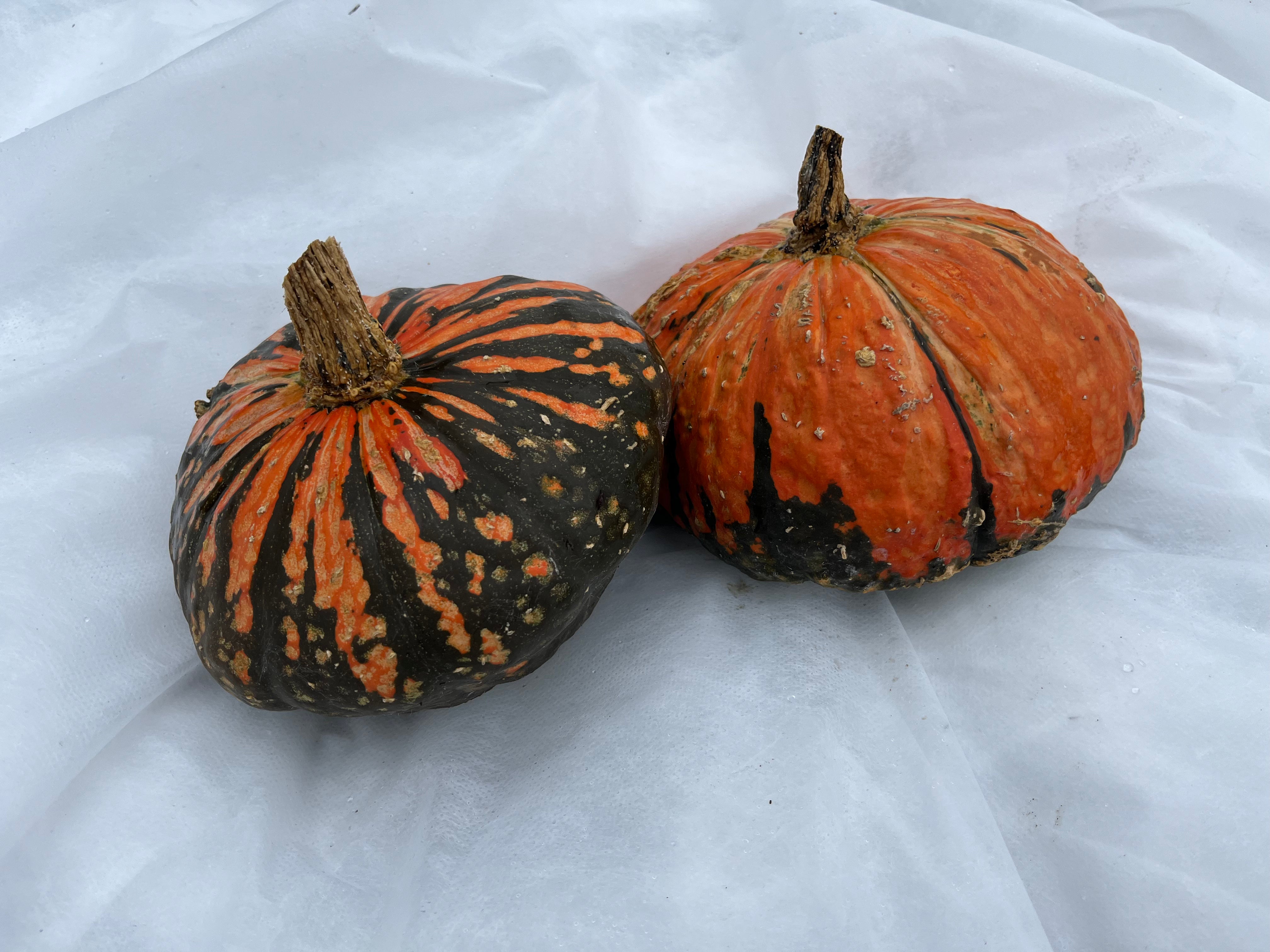 Green Gold Winter Squash